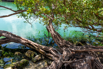 Mangrove forests near Cancun on the Yucatan Peninsula in Mexico