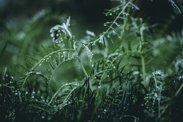green grass with raindrops after spring rain