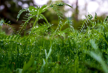 green grass with raindrops after spring rain