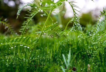 green grass with raindrops after spring rain