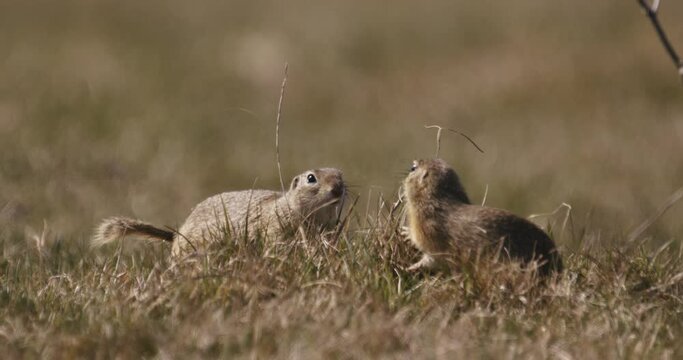 European Ground Squirrel Spermophilus Citellus Playing