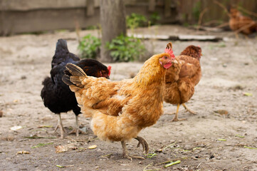 Blurred image of hen walking on an eco farm.