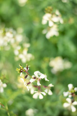 Blurred image of light flowers and greenery on a summer day.