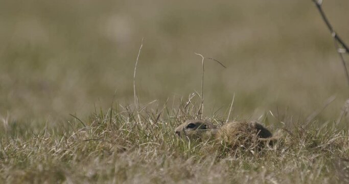 European Ground Squirrel Spermophilus Citellus