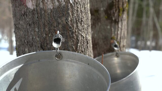 Maple sap dripping into aluminium sap buckets attached to a maple tree on a beautiful and sunny spring afternoon. Maple tree tapping. Maple syrup production. 