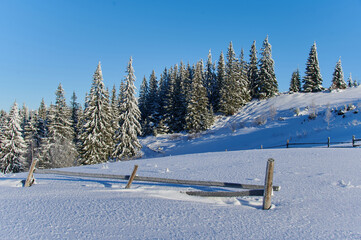 Winter forest covered with shiny snow on hills.