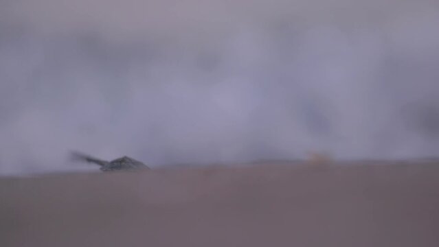 A baby marine turtle is running through the waves on the beach.