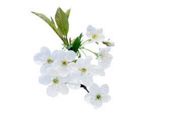 branch of cherry with white flowers in spring during flowering of gardens and collection of spring nectar. Isolated on white