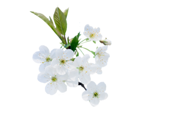 branch of cherry with white flowers in spring during flowering of gardens and collection of spring nectar. Isolated on white