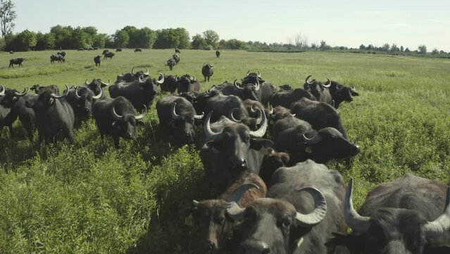 Herd Of Bubalus Bubalis Water Buffalo Grazing