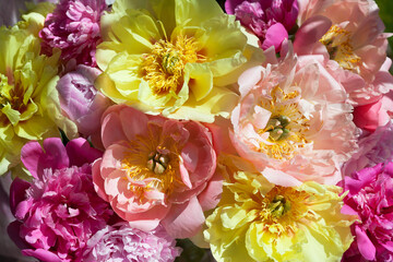Bouquet of peonies flowers of different colorful color, closeup, sunlight.