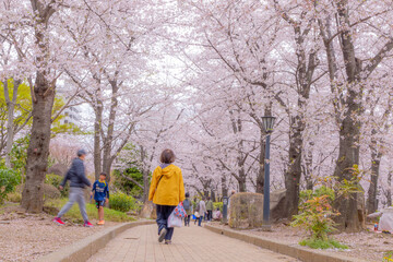 川口西公園の桜