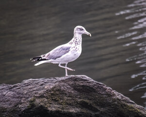 White and gray Ring-billed Gull Seagull sea bird standing on a rock. Long Island, New York