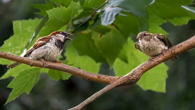 Male and female Old World House Sparrow (Passer domesticus) having a conversation while on a tree branch. Long Island, New York