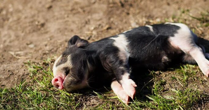 Newborn baby pig is in a deep sleep. On the farm, the cute little pig with black & white skin lays on its side on the grass.