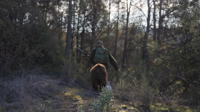 Male hunter with backpack holding shotgun while walking in the forest with his dogs.