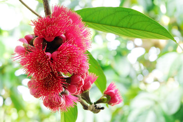 A group of beautiful Syzygium malaccense flower bouquets on the branches