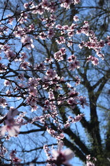 Pink Cherry Blossoms, city park 