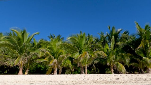 Green palm trees swaying in the breeze on a sandy tropical beach in the sun