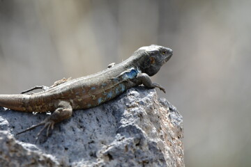 LAGARTO