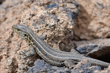 LAGARTO