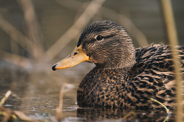 duck on the water