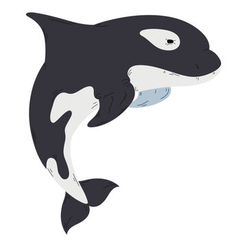 Cute killer whale swimming