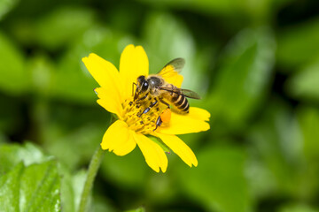 A bee on a flower collecting pollen