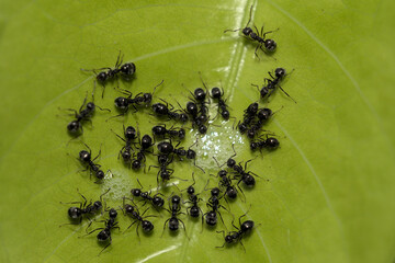 A colony of big black ants