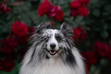 dog in flowers