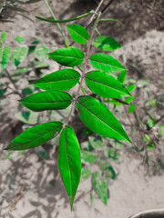 plant in the soil