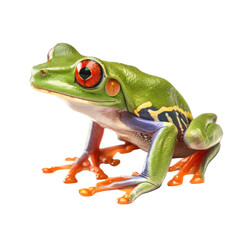 Obraz premium an isolated red-eyed tree frog, side-view portrait, rainforest-themed photorealistic illustration on a transparent background in PNG. green frog. Agalychnis callidryas. Generative AI