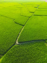 Foto op Canvas rice field, paddy field © Sujat Photography
