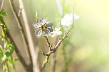 cherry branch with white flowers blooming in early spring in the garden. cherry branch with flowers, early spring. at sunset of the day, the setting sun shines on a branch