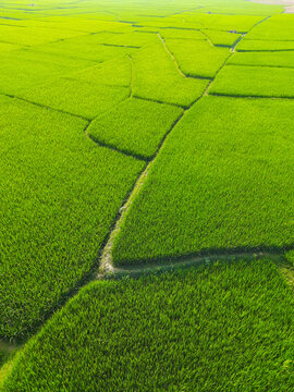 rice field, paddy field