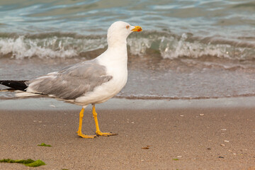 Seagull walking on the beach across the sea. Summer background
