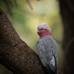 Pink and gray