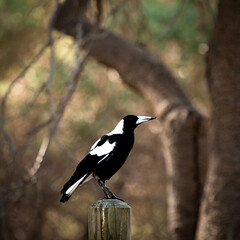 Magpie 