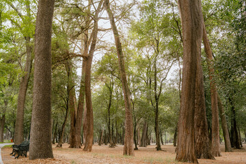 Horizon of Trees: Majestic Forest Landscape in a Horizontal View