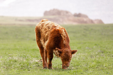 Hereford cow calf in a grass field