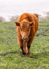 Hereford cow calf in a grass field