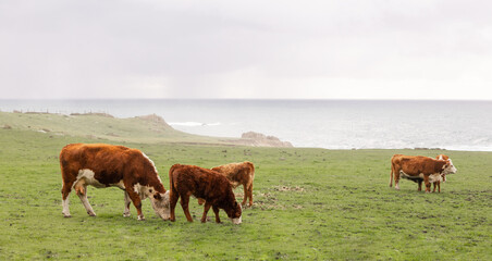 Fototapeta na wymiar Hereford cows in a grass field by Big Sur