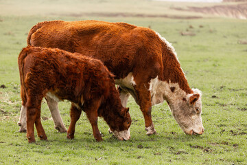 Hereford cow and calf in a grass field