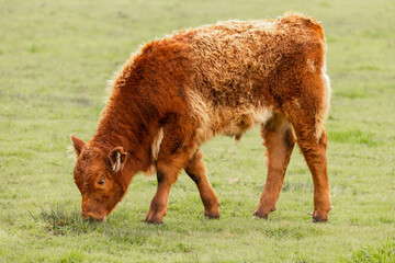 Hereford cow calf in a grass field © Michael