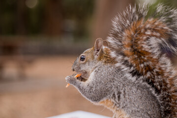 Hungry squirrel enjoying a fresh carrot in the park