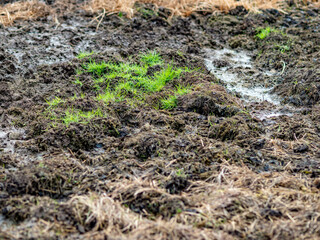 Mist und Dung