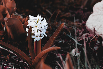 Bright Early Spring  Botanic White Hyacinth Bulb Flower Against Rust Color Background