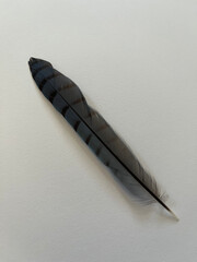 Blue and black striped feather on white paper background