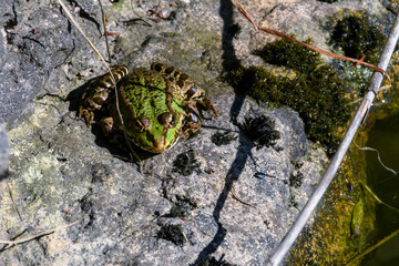 A frog (Rana arvalis) sits on a stone on the bank of a pond and basks in the sun