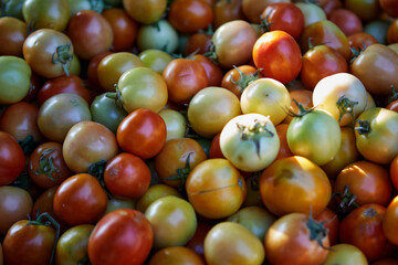 Multicolored fresh Red tomatoes at market
